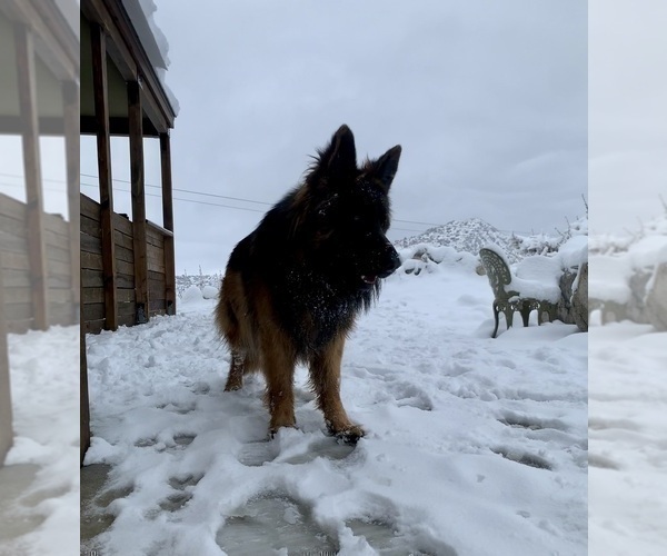 Medium Photo #101  Breeder Profile in PINON HILLS, CA, USA