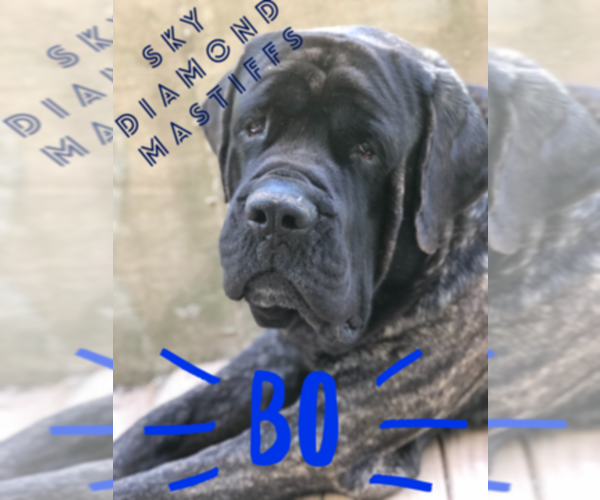 Medium Photo #1  Breeder Profile in PIKETON, OH, USA