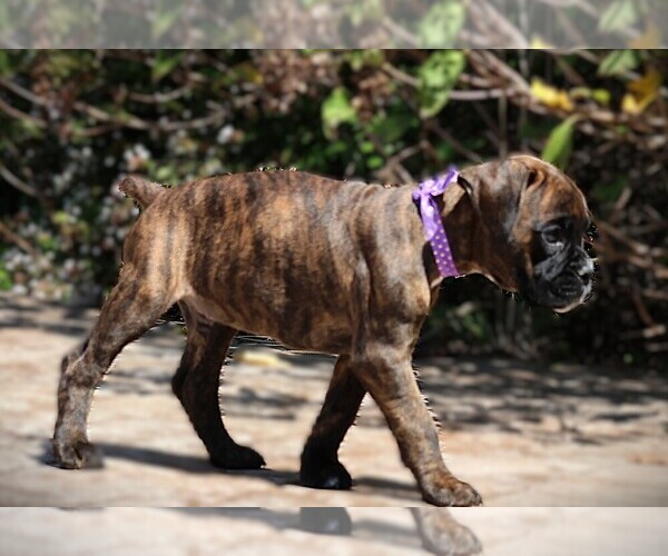 Medium Photo #11  Breeder Profile in MAYSVILLE, GA, USA