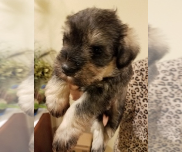 Medium Photo #1  Breeder Profile in THOMASVILLE, NC, USA