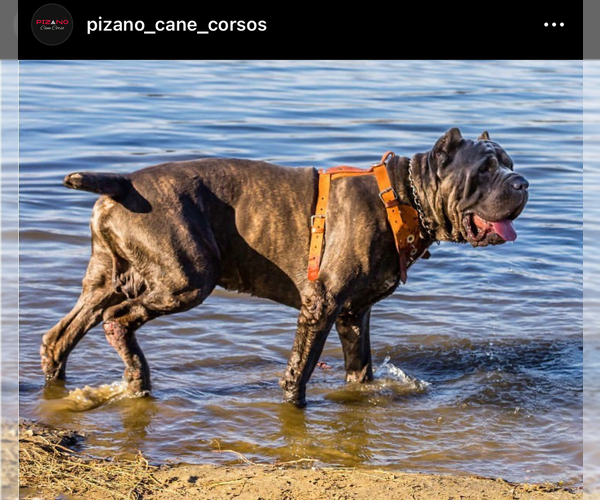 Medium Photo #1  Breeder Profile in LONG BEACH, CA, USA