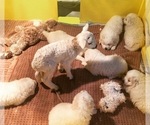 Small #13 Breeder Profile image