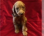 Small #4 Breeder Profile image