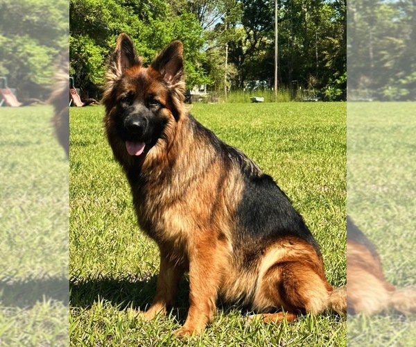 Medium Photo #14  Breeder Profile in COVINGTON, LA, USA