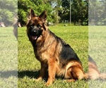 Small #13 Breeder Profile image