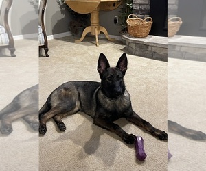 German Shepherd Dog Dog Breeder in CHESNEE,  USA