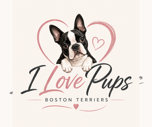 Boston Terrier Dog Breeder near BROOKSVILLE, FL, USA
