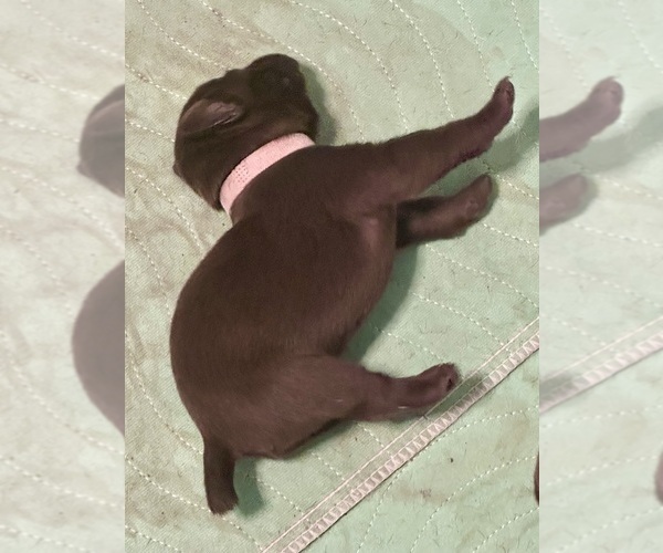 Medium Photo #22  Breeder Profile in LEXINGTON, SC, USA