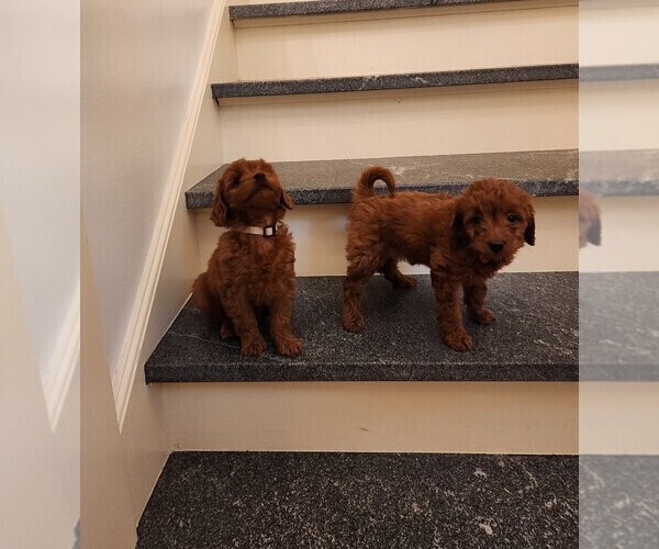 Medium Photo #18  Breeder Profile in GRAND RAPIDS, MI, USA