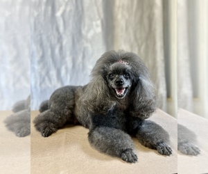 Poodle (Toy) Dog Breeder near HOLLYWOOD, FL, USA