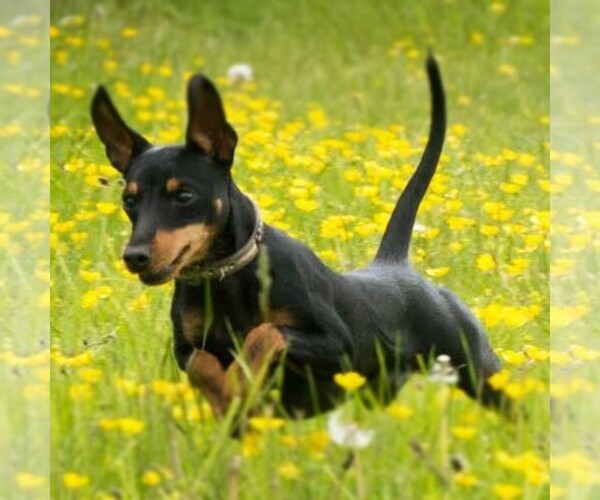 Medium Photo #1  Breeder Profile in ROUND ROCK, TX, USA