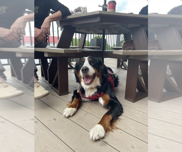 Medium Photo #6  Breeder Profile in WEST LAFAYETTE, OH, USA