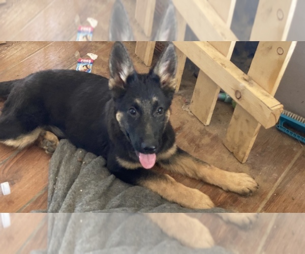 Medium Photo #1  Breeder Profile in APPLE VALLEY, CA, USA