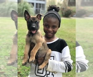 Belgian Malinois Dog Breeder near FAIRBURN, GA, USA