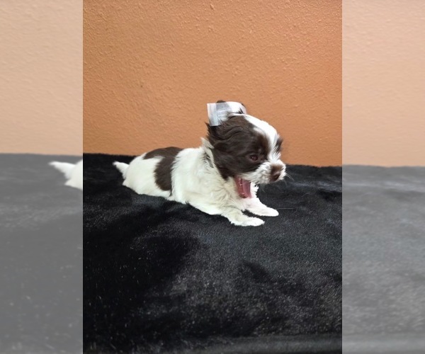 Medium Photo #7  Breeder Profile in PHOENIX, AZ, USA