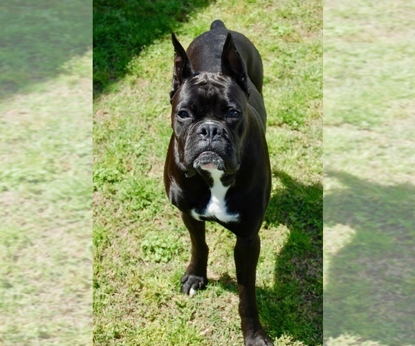 Medium Photo #23  Breeder Profile in GREENVILLE, NC, USA