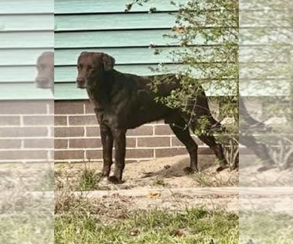 Medium Photo #6  Breeder Profile in LEXINGTON, SC, USA