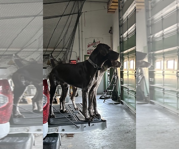 Medium Photo #3  Breeder Profile in STRAWBERRY POINT, IA, USA