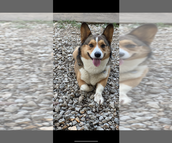 Medium Photo #36  Breeder Profile in MIDLOTHIAN, TX, USA