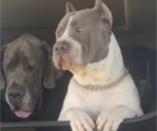 Medium Photo #1  Breeder Profile in TULARE, CA, USA