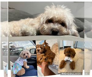 ShihPoo Dog Breeder near FARMINGTON, MI, USA