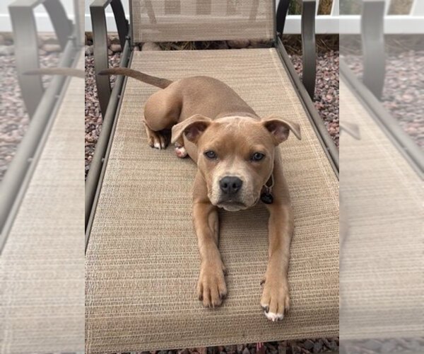 Medium Photo #6  Breeder Profile in HOUSTON, TX, USA