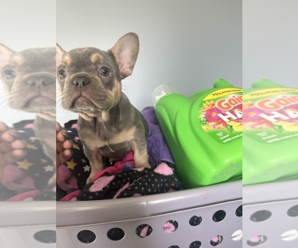 Medium Photo #26  Breeder Profile in BIG RAPIDS, MI, USA