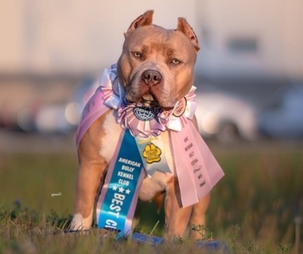 Medium Photo #5  Breeder Profile in FRANKLIN, KY, USA