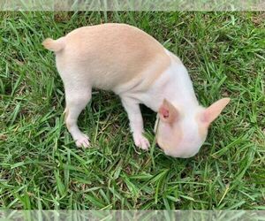 Boston Terrier Dog Breeder near PINK HILL, NC, USA