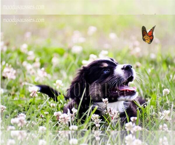 Medium Photo #1  Breeder Profile in ALVATON, KY, USA
