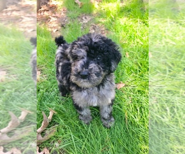 Medium Photo #1  Breeder Profile in CONCORD, NC, USA