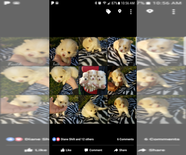 Medium Photo #1  Breeder Profile in ALLEN, TX, USA