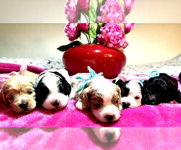 Medium Photo #1  Breeder Profile in LAGUNA BEACH, CA, USA