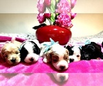 Small breeder photo