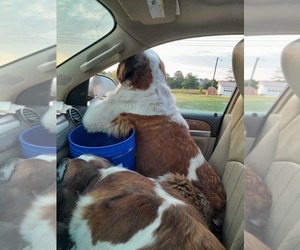 Saint Bernard Dog Breeder near SILER CITY, NC, USA