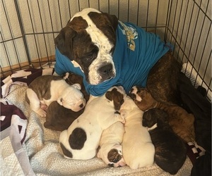 Olde English Bulldogge Dog Breeder near ALDEN, MN, USA