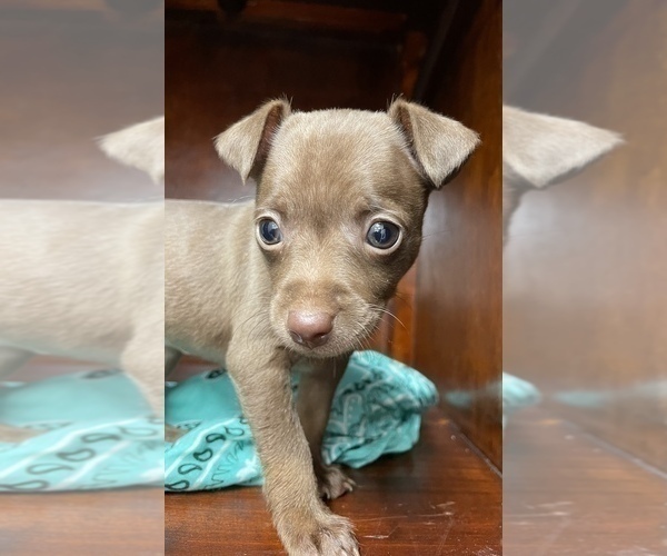 Medium Photo #15  Breeder Profile in WHITAKERS, NC, USA