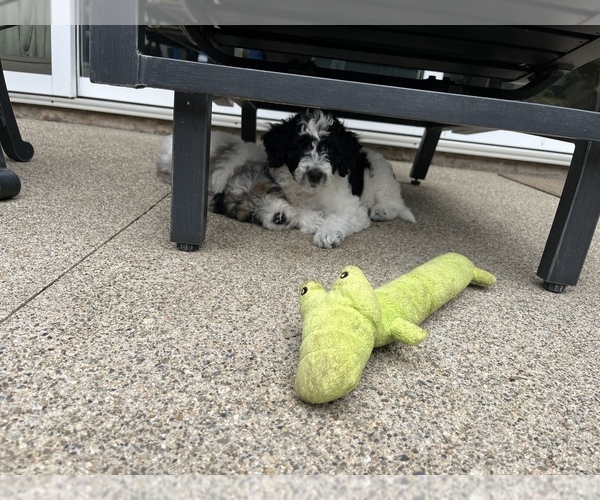 Medium Photo #9  Breeder Profile in SAN JUAN CAPISTRANO, CA, USA