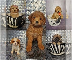 Cavalier King Charles Spaniel Dog Breeder near ELKHART, IN, USA