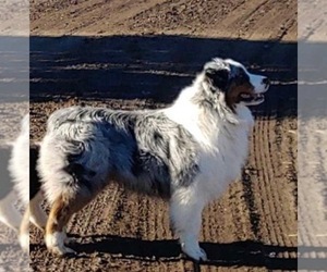 Main photo of Australian Shepherd Dog Breeder near BIEBER, CA, USA