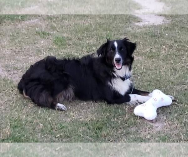 Medium Photo #84  Breeder Profile in HOMERVILLE, GA, USA