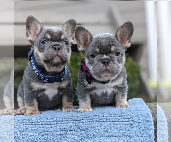 Medium Photo #1  Breeder Profile in SEATTLE, WA, USA