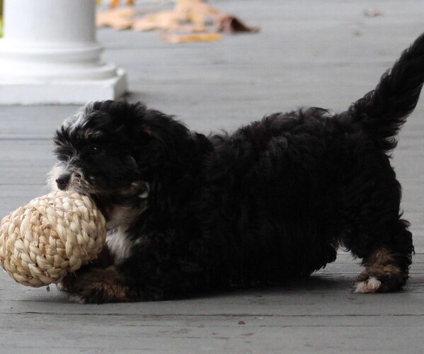 Medium Photo #3  Breeder Profile in HUNTINGTON, MA, USA