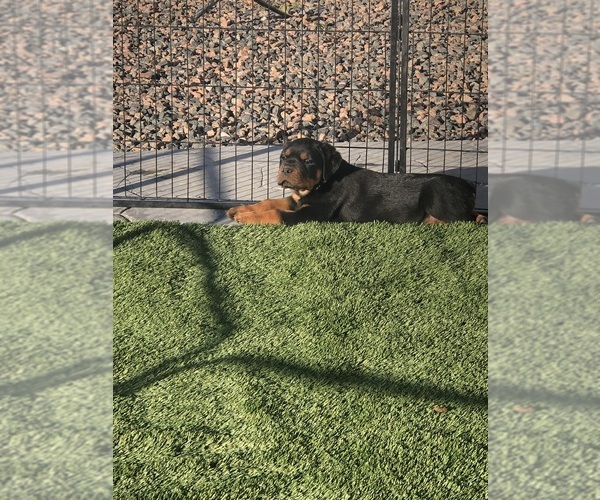 Medium Photo #7  Breeder Profile in STRASBURG, CO, USA