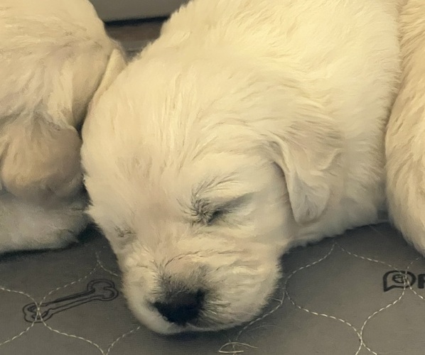 Medium Photo #8  Breeder Profile in PLYMOUTH, CA, USA