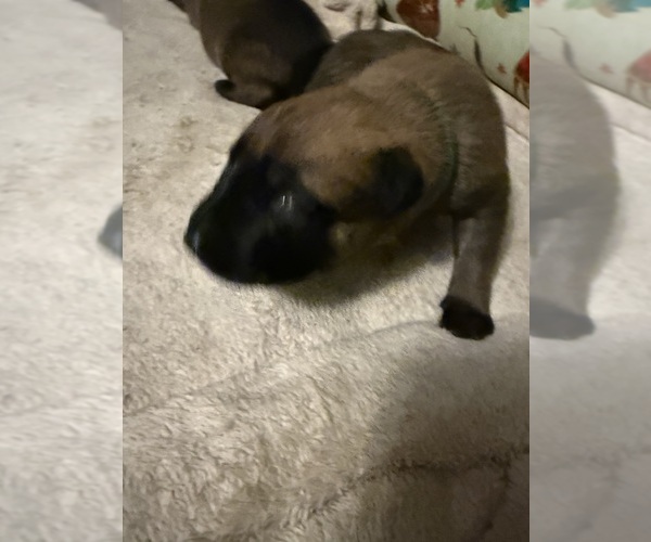 Medium Photo #4  Breeder Profile in JACKSONVILLE, FL, USA