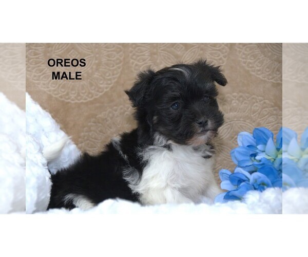 Medium Photo #12  Breeder Profile in CLARE, MI, USA