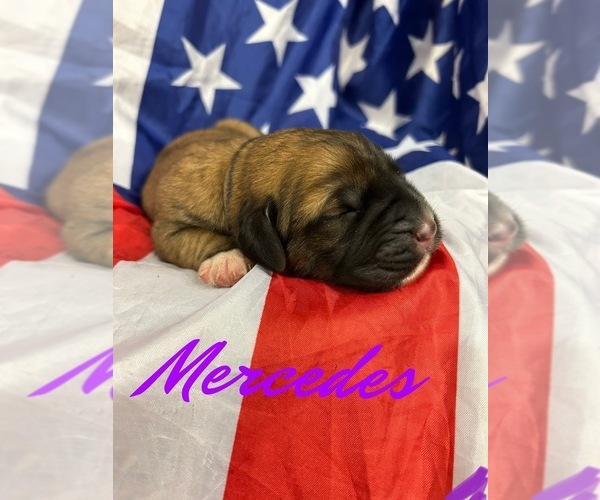 Medium Photo #1  Breeder Profile in WALNUT COVE, NC, USA