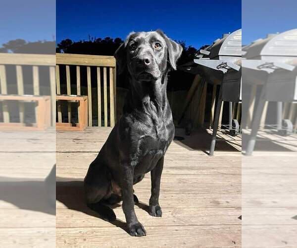 Medium Photo #1  Breeder Profile in JACKSONVILLE, NC, USA