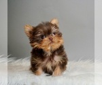 Small #1 Breeder Profile image
